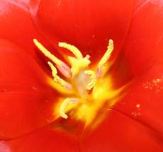 Blick-in-Tulpe-2.jpg